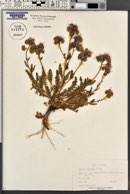 Phacelia crenulata var. corrugata image