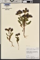 Phacelia crenulata image