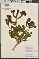 Phacelia crenulata var. corrugata image