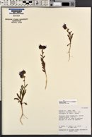 Phacelia crenulata image