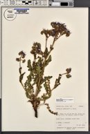 Phacelia crenulata image