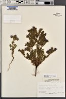 Phacelia crenulata image