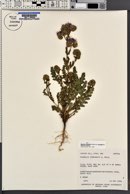 Phacelia crenulata var. corrugata image