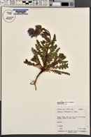 Phacelia crenulata image