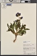 Phacelia crenulata var. corrugata image