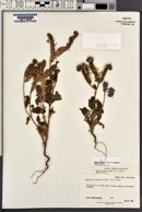 Phacelia crenulata image