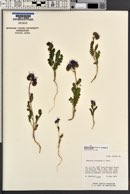 Phacelia crenulata var. corrugata image