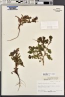 Phacelia crenulata image