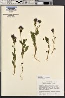 Phacelia crenulata var. corrugata image