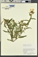 Collomia grandiflora image