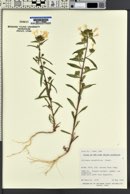 Collomia grandiflora image