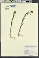 Collomia grandiflora image