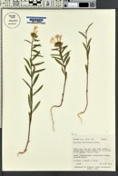 Collomia grandiflora image