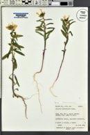 Collomia grandiflora image