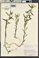 Collomia grandiflora image