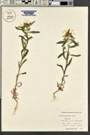 Collomia grandiflora image