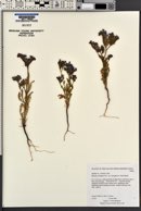 Phacelia crenulata image