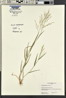 Panicum hirticaule image