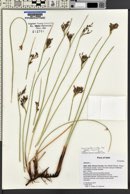 Juncus balticus subsp. ater image