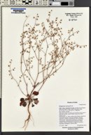 Eriogonum cernuum image