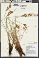 Juncus interior image