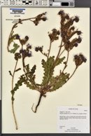 Phacelia crenulata image