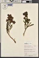 Phacelia crenulata var. corrugata image