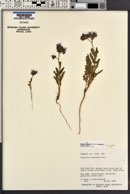 Phacelia crenulata var. corrugata image