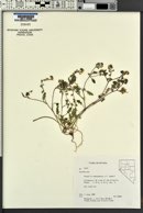 Phacelia adenophora image