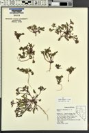 Phacelia adenophora image