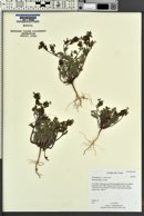 Phacelia affinis image