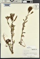 Phacelia alba image