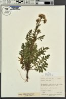 Phacelia alba image