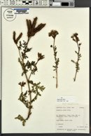 Phacelia alba image