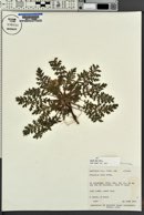 Phacelia alba image