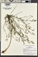 Epilobium brachycarpum image