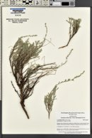 Artemisia arbuscula image