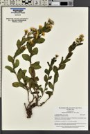 Senecio fremontii image