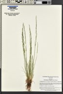 Deschampsia elongata image