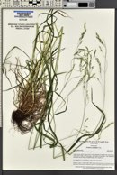 Festuca subulata image