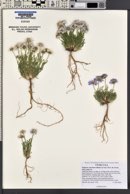 Erigeron concinnus image