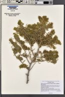 Abies concolor image