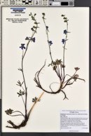 Delphinium andersonii image