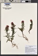 Castilleja chromosa image