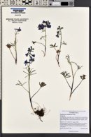 Delphinium nuttallianum image