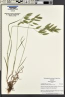 Bromus squarrosus image