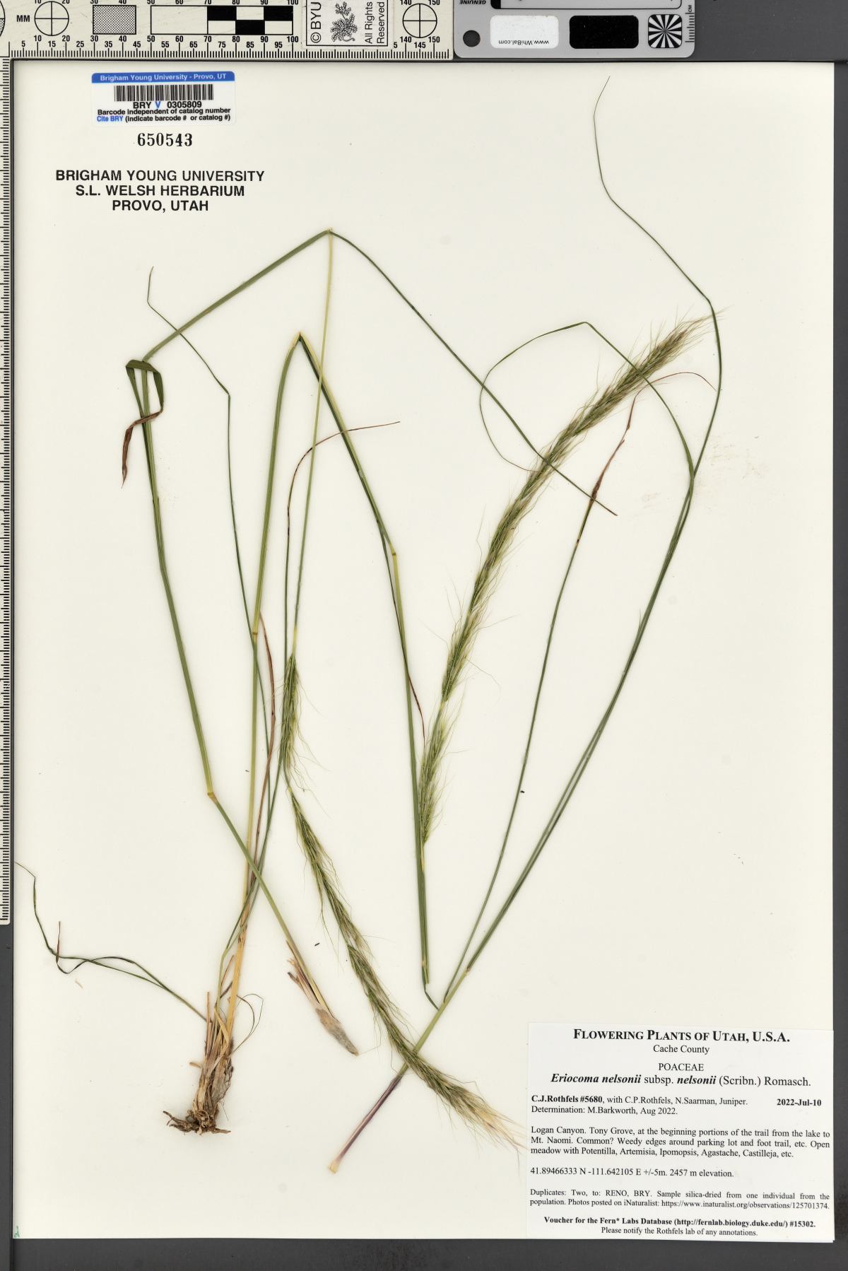 Eriocoma nelsonii subsp. nelsonii image