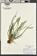 Hordeum brachyantherum image