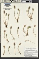 Hordeum geniculatum image