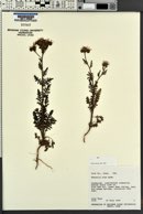 Phacelia alba image